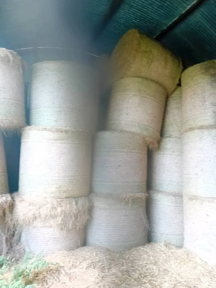 Hay for sale - Image 2