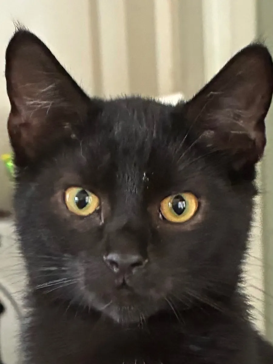 Catstrust adoption and protection. Rescued . - Image 4