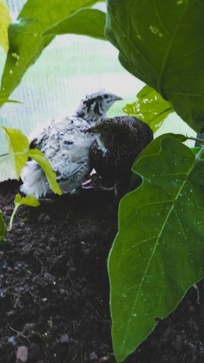 Quails