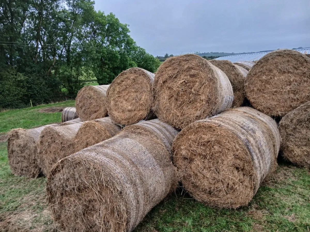Hay bales - Image 1
