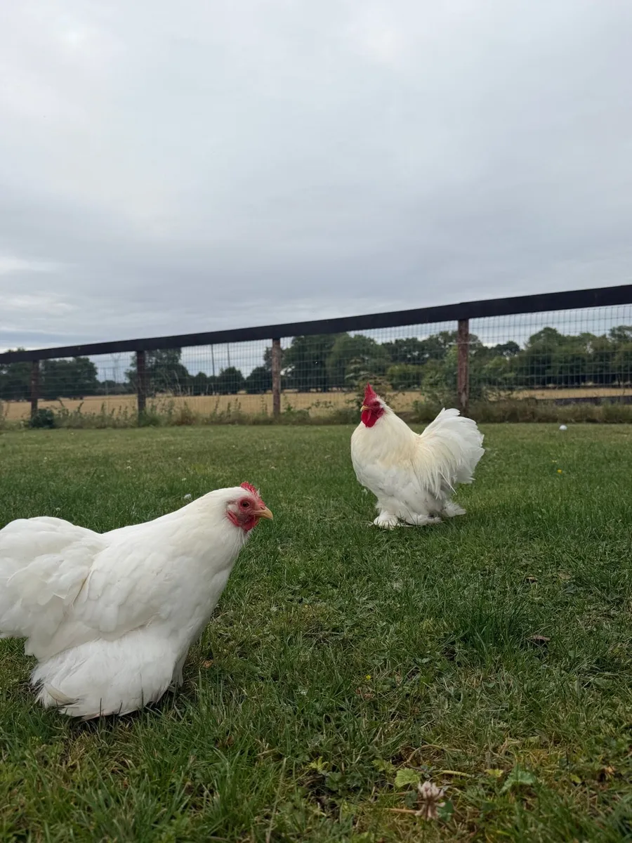 White Pekin bantams 🐓 One Male & Female - Image 1