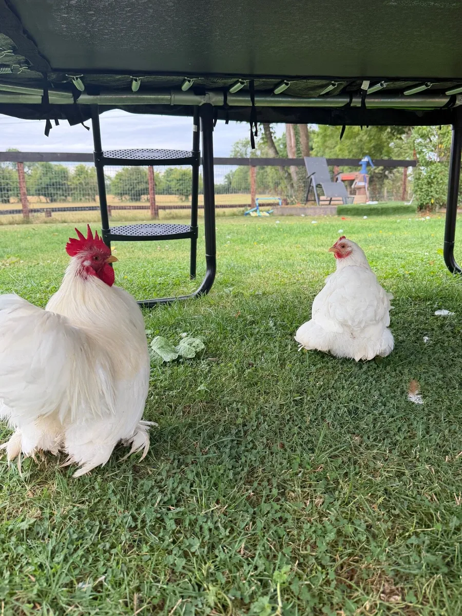 White Pekin bantams 🐓 One Male & Female - Image 2