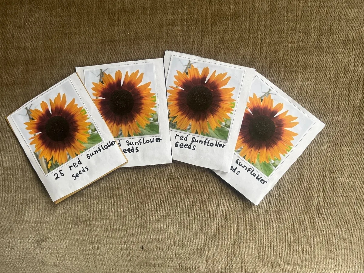 Pack of 25 Red sunflower seeds - Image 2