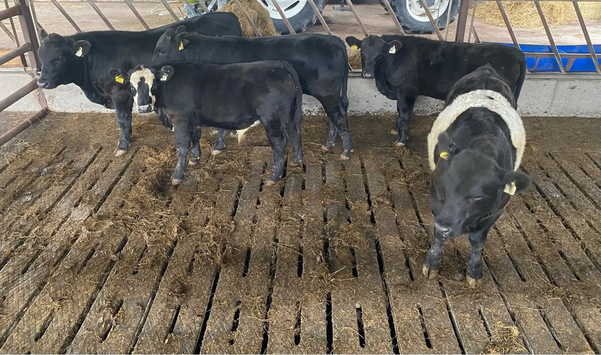 Organic AAX Weanlings - Image 1