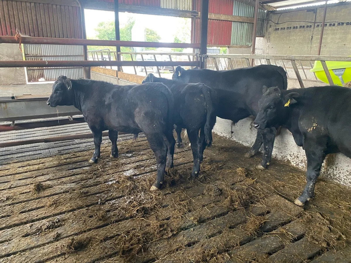 Organic AAX Weanlings - Image 2