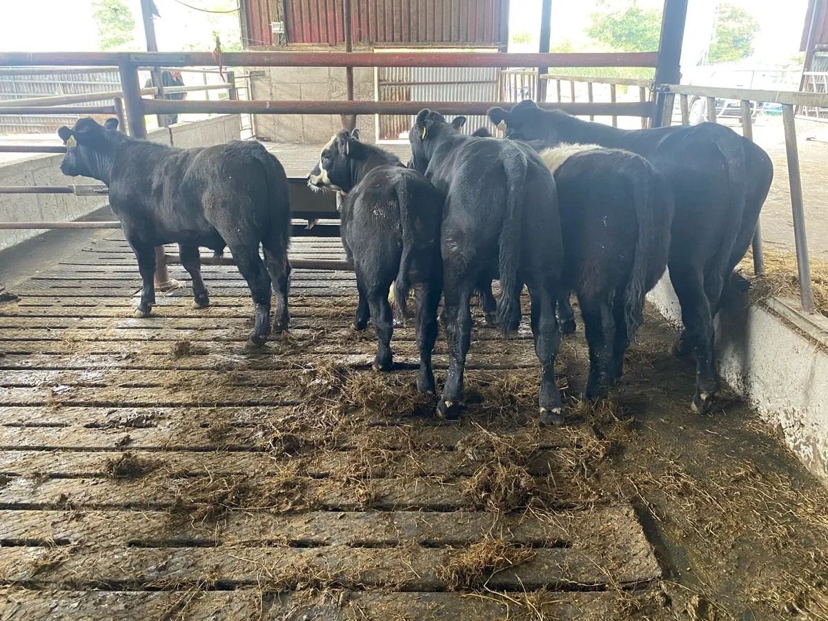 Organic AAX Weanlings - Image 3