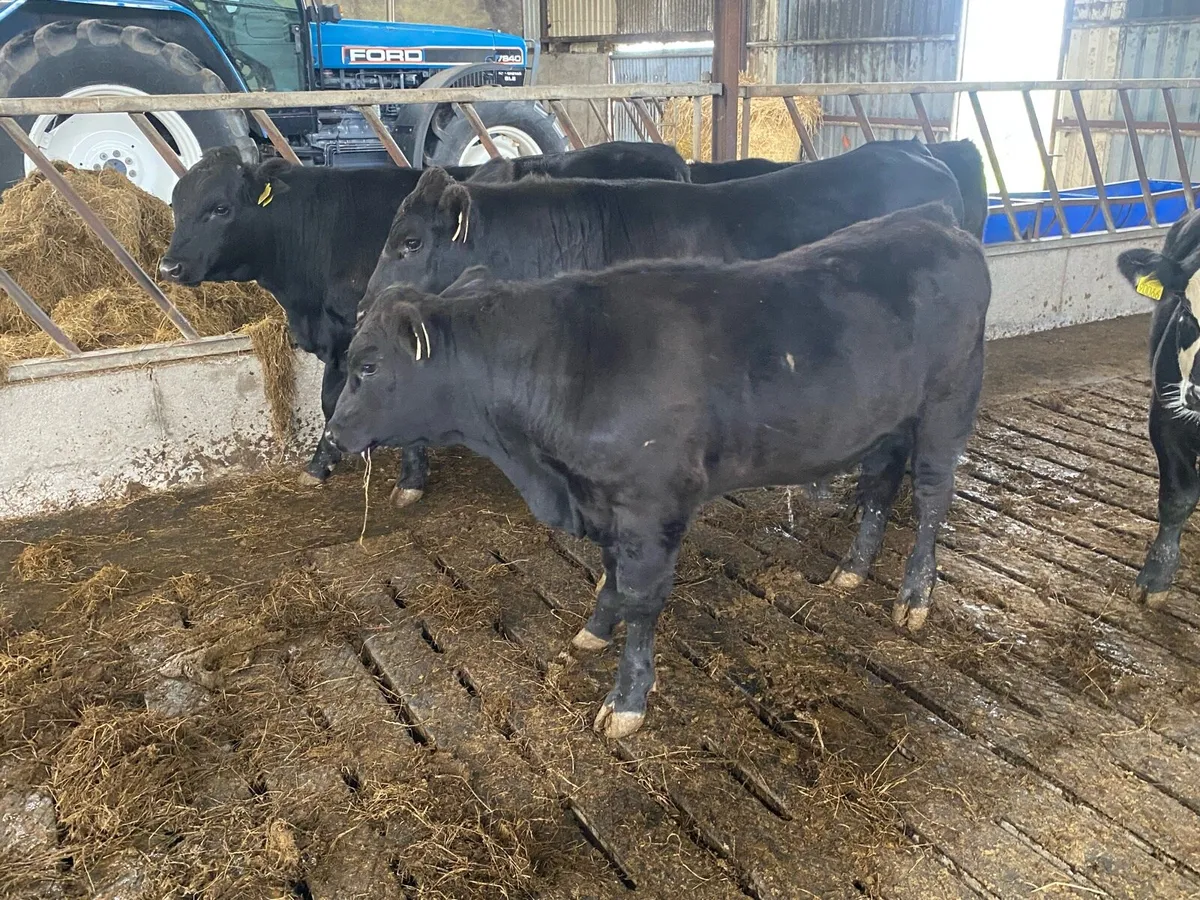 Organic AAX Weanlings - Image 4
