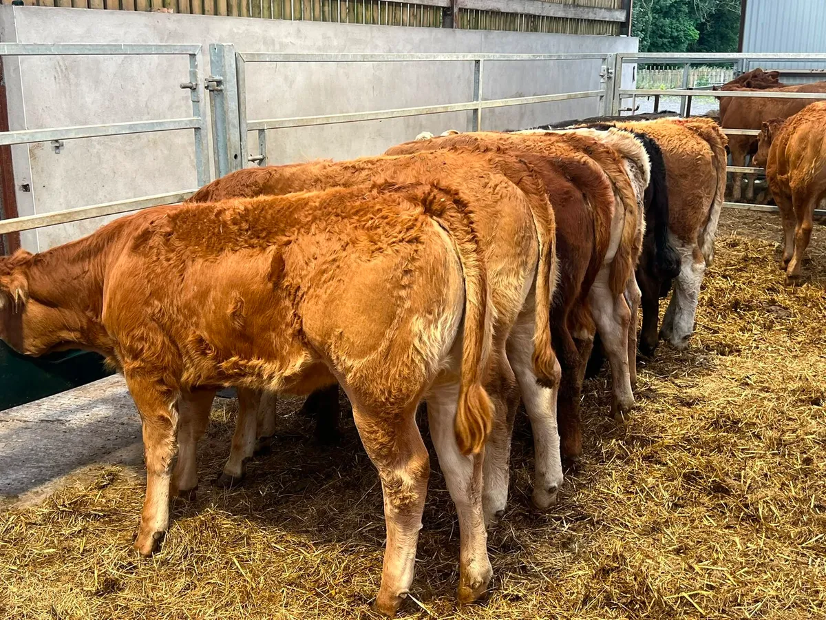 Limousin & Charolais Heifers - Image 2