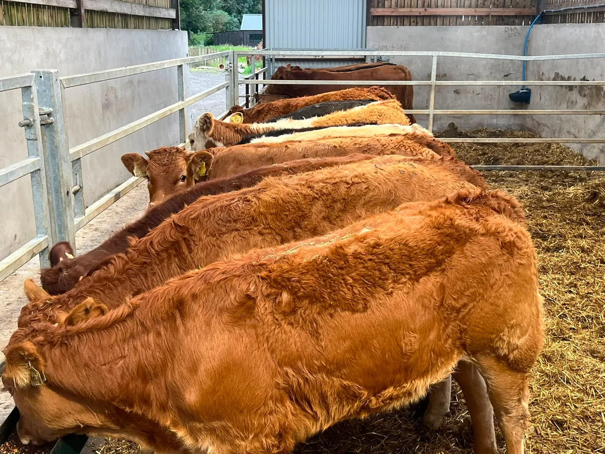 Limousin & Charolais Heifers - Image 1