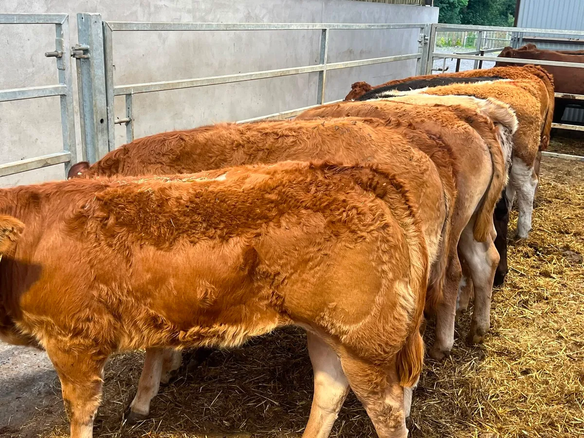 Limousin & Charolais Heifers - Image 3