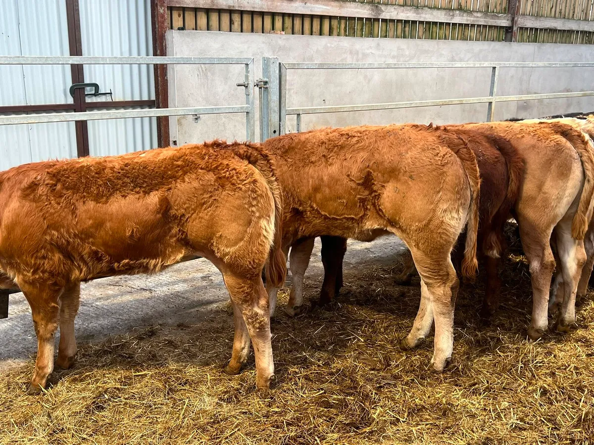 Limousin & Charolais Heifers - Image 4