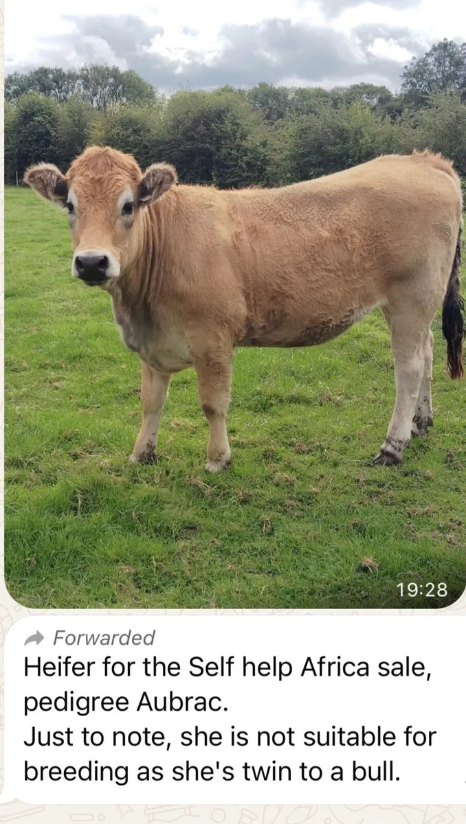 SOME ANIMALS FOR CHARITY SALE - TULLAMORE MART - Image 1