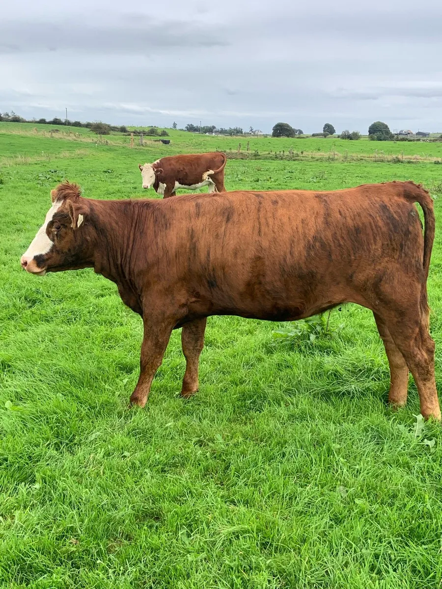 Marked heifer - Image 1