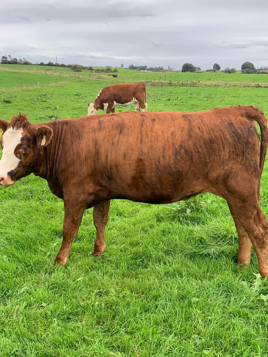 Marked heifer - Image 2