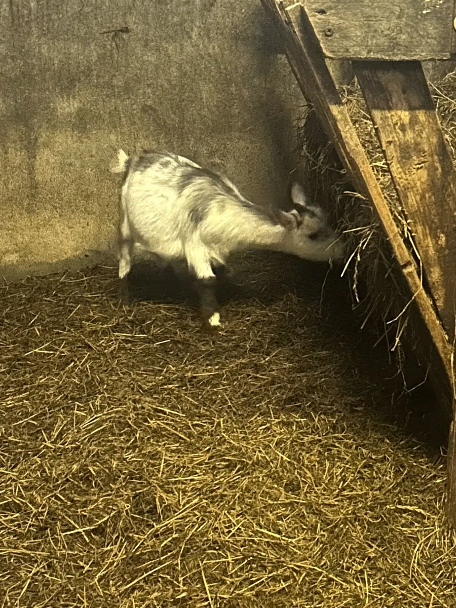 Pygmy goats - Image 3