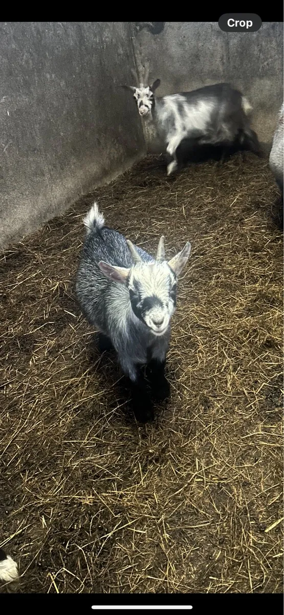 Pygmy goats - Image 1