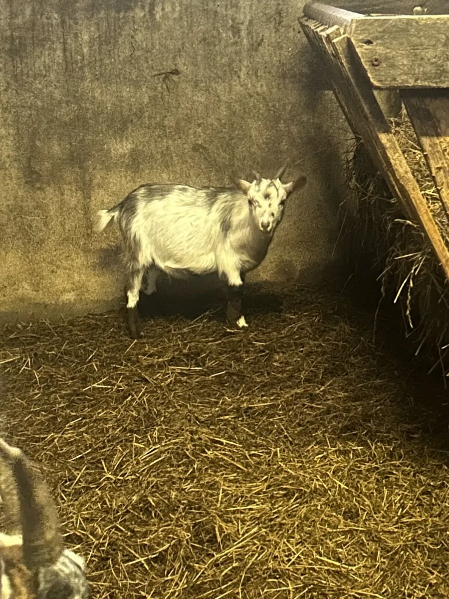 Pygmy goats - Image 2