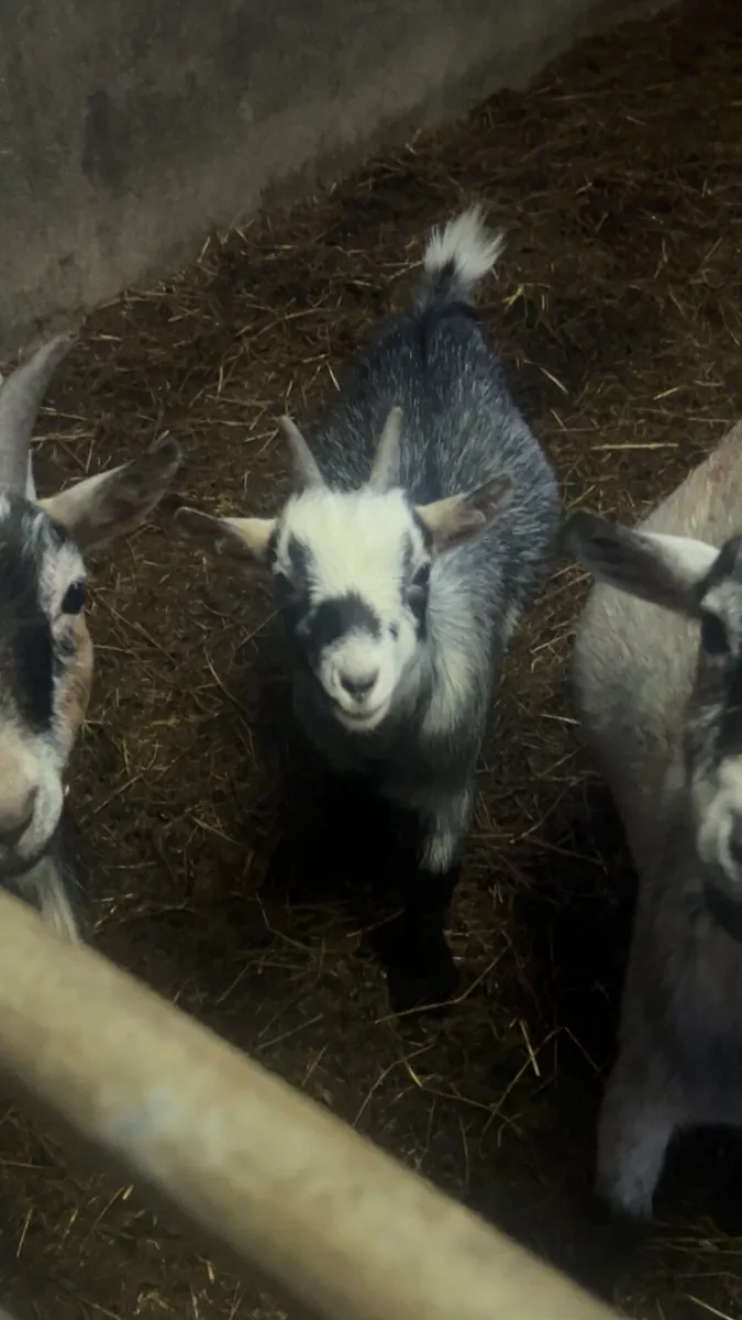 Pygmy goats - Image 4