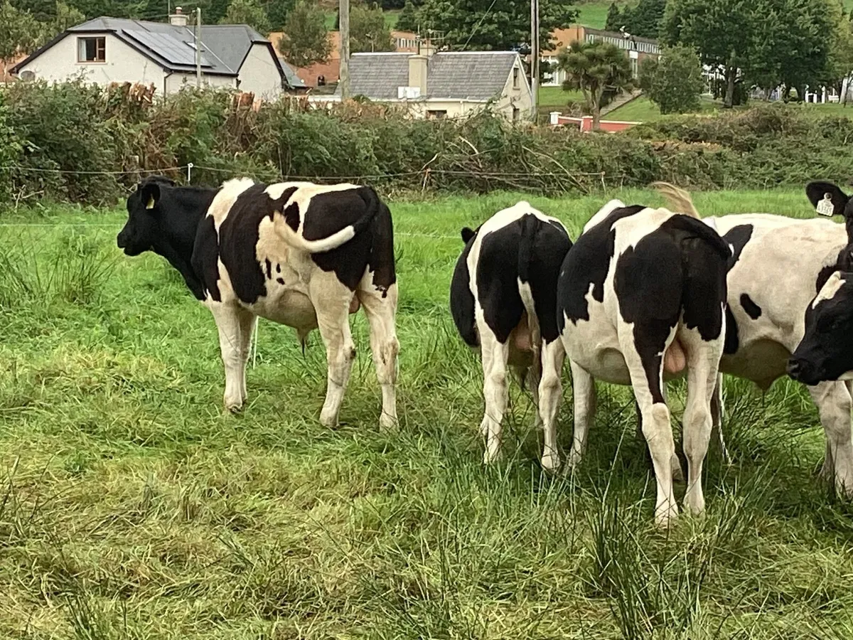 Weanlings bulls - Image 2