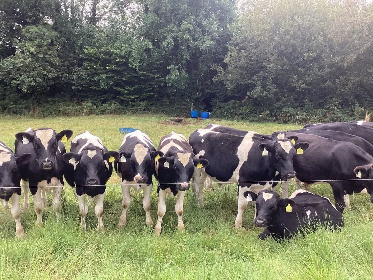 Weanlings bulls - Image 3