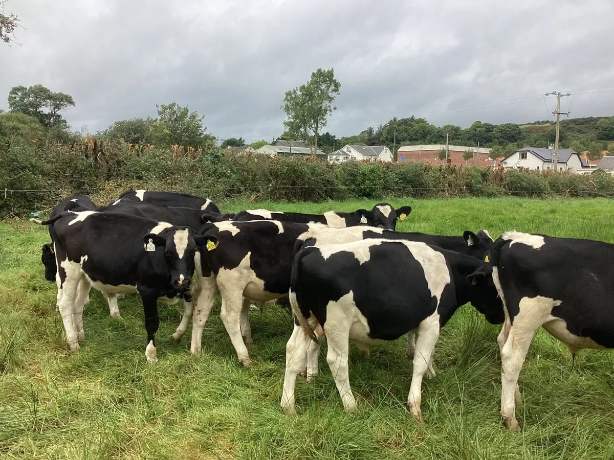 Weanlings bulls - Image 1