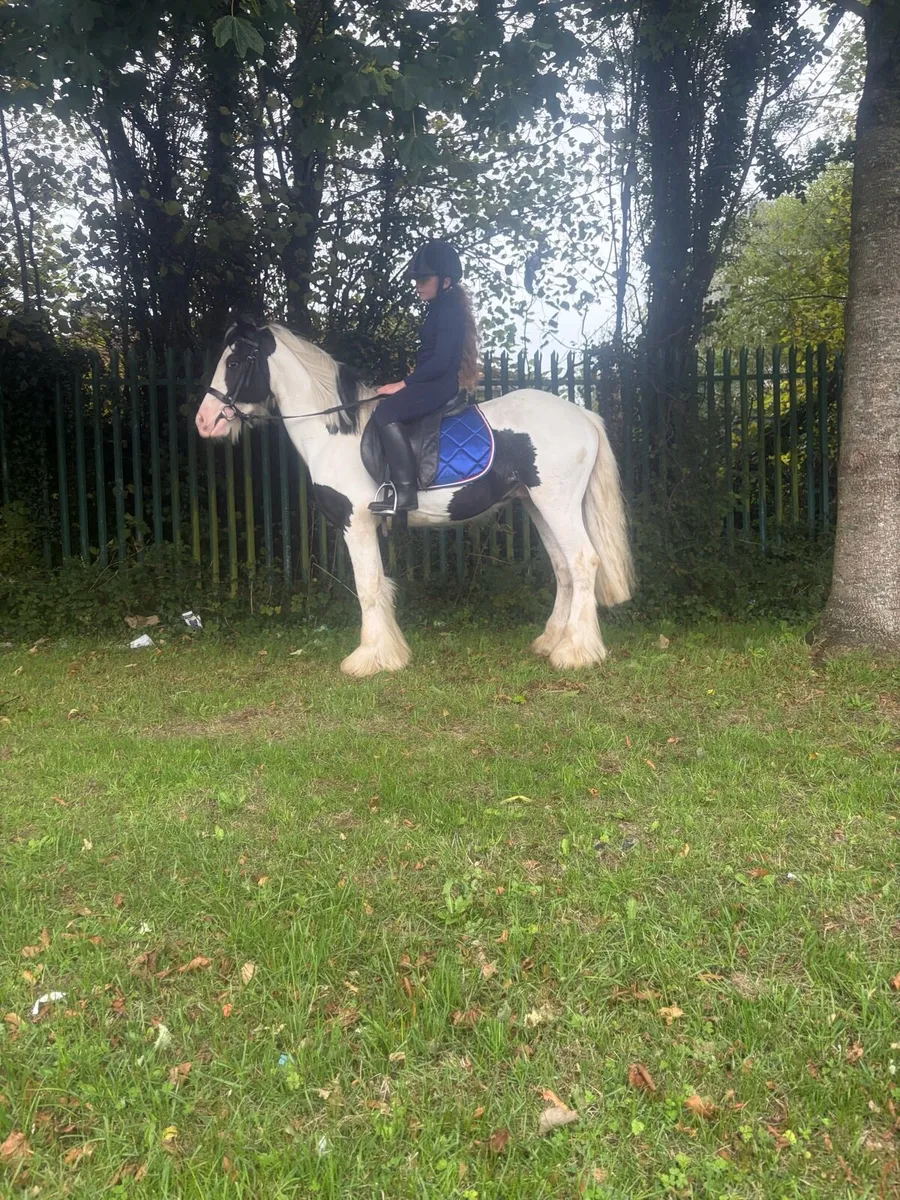 Pony - Image 4