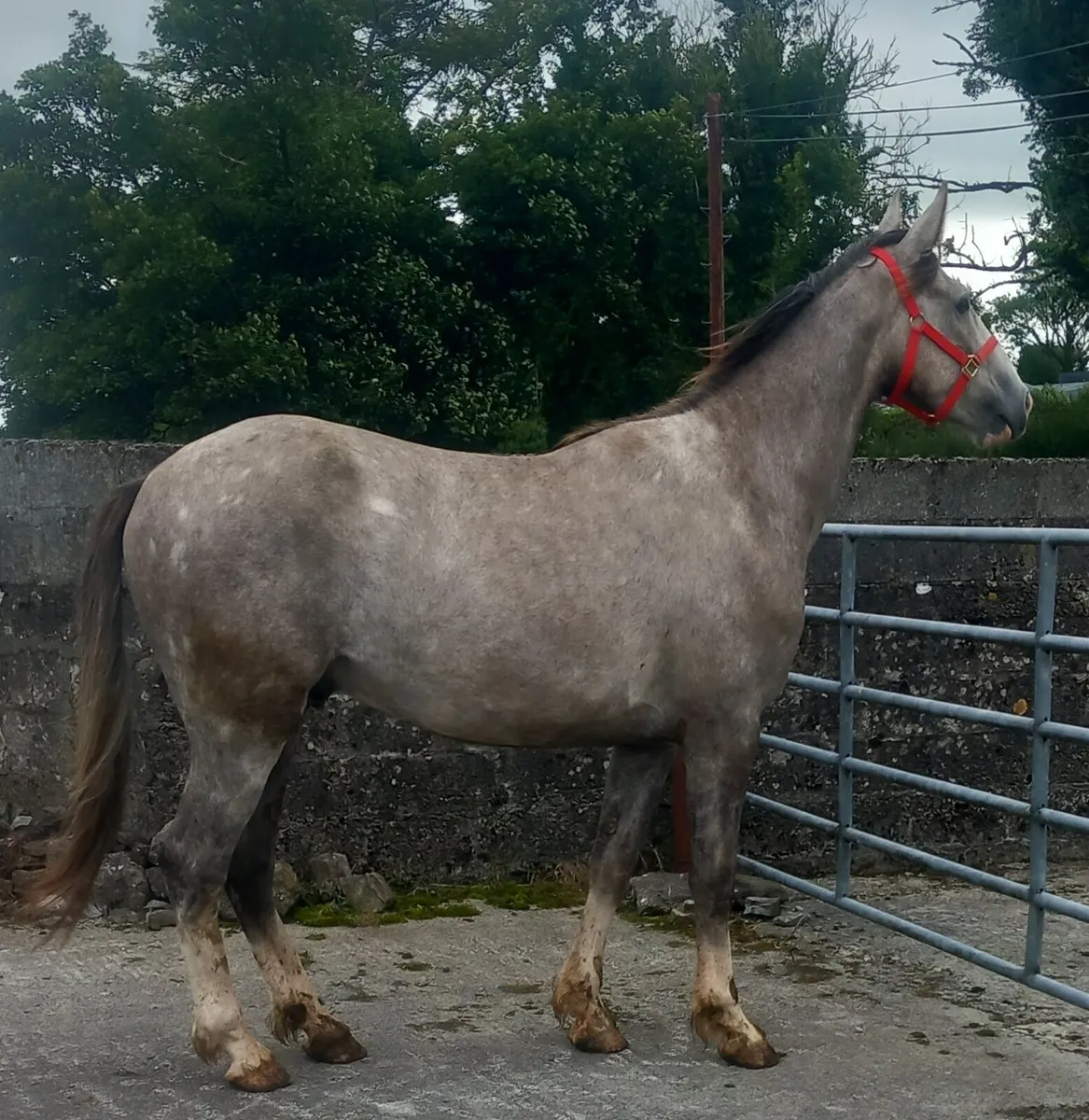 DRAFT GELDING - Image 1