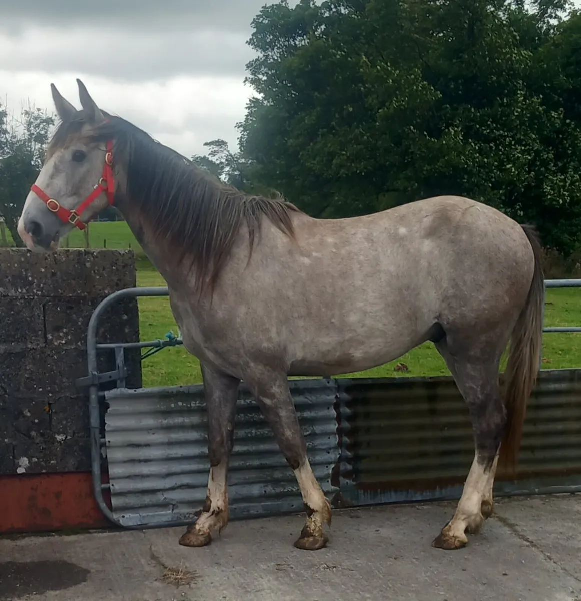 DRAFT GELDING - Image 2