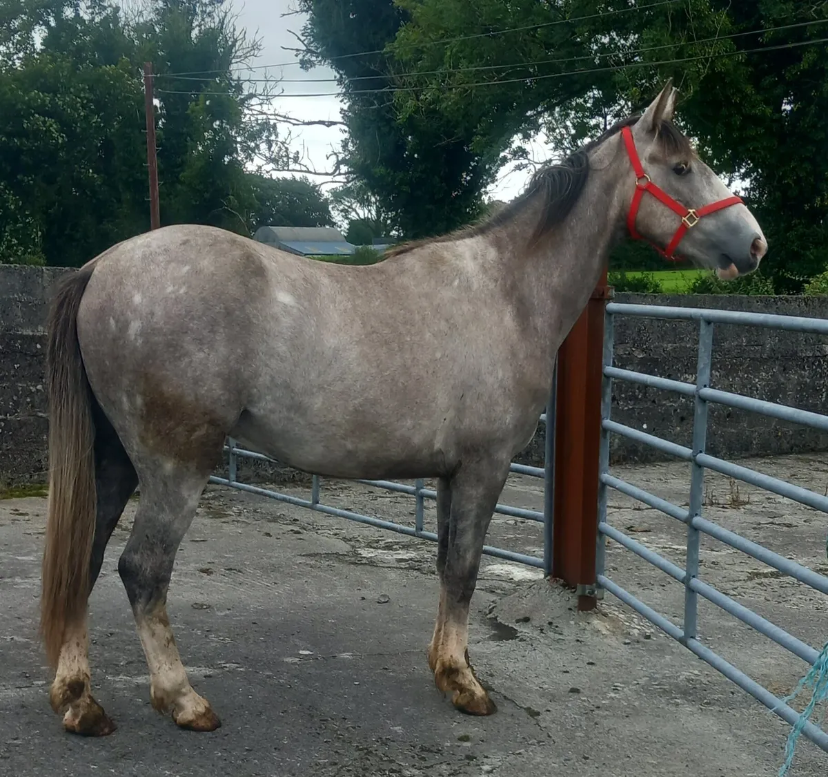 DRAFT GELDING - Image 3