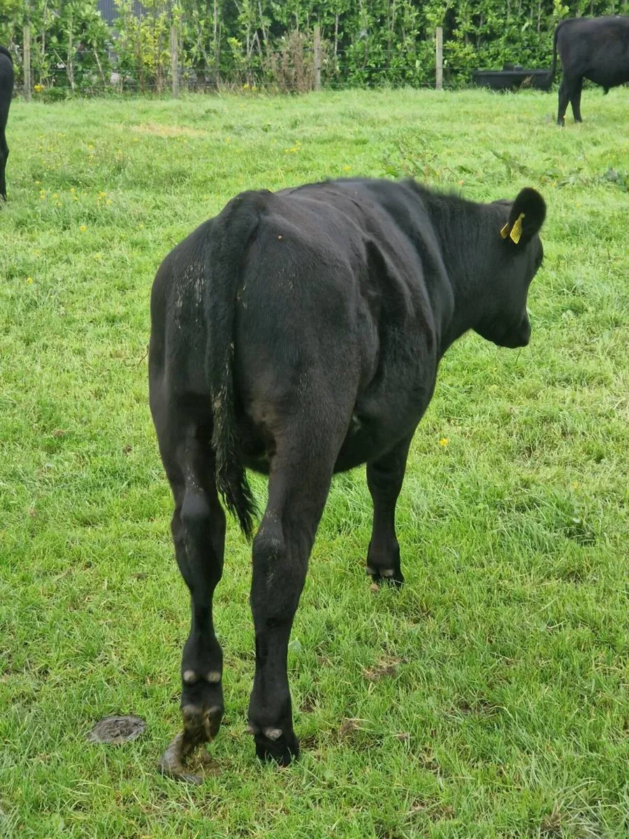 10 AAX bull wealings for sale - Image 3