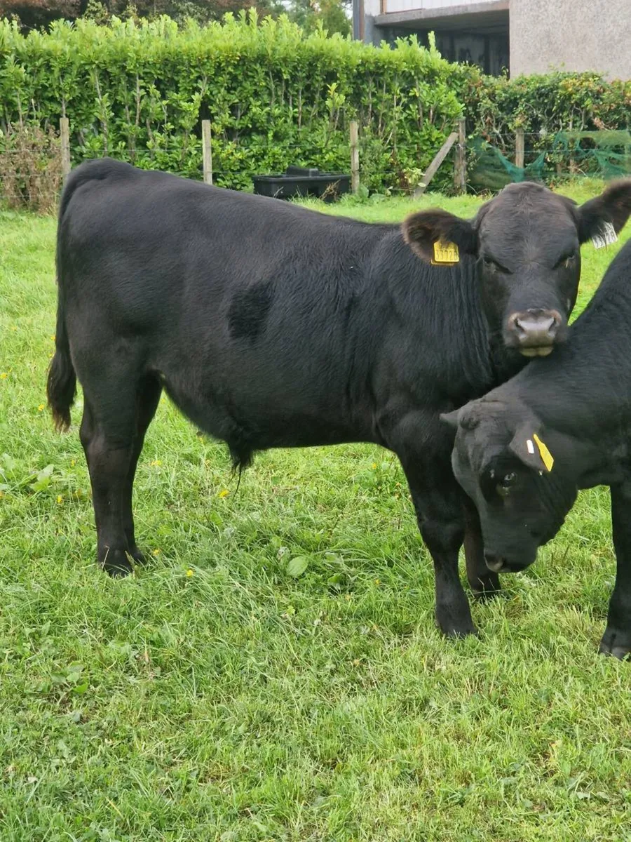 10 AAX bull wealings for sale - Image 4