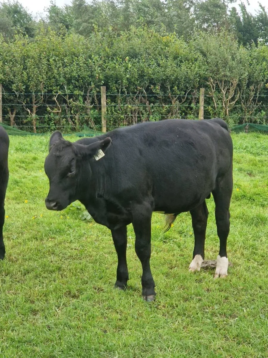 10 AAX bull wealings for sale - Image 1