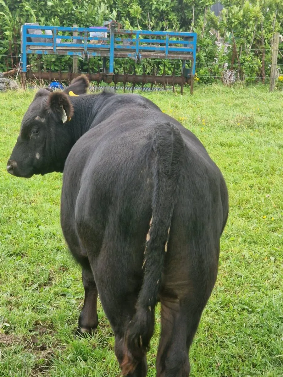 10 AAX bull wealings for sale - Image 2