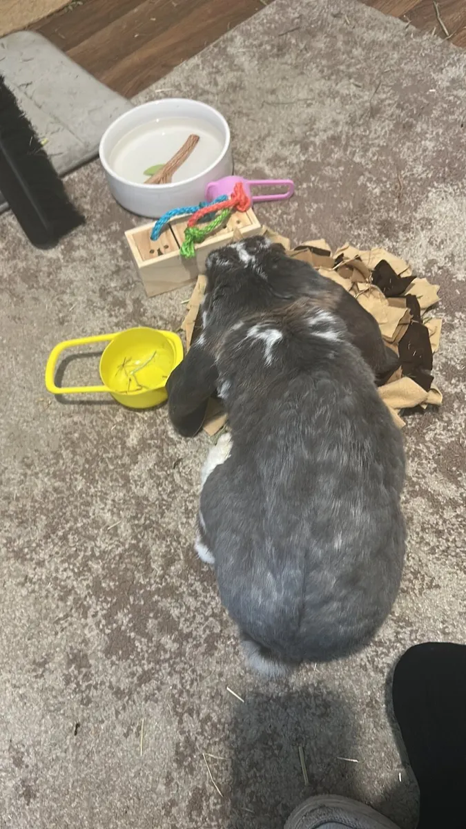 Rabbit - Image 4