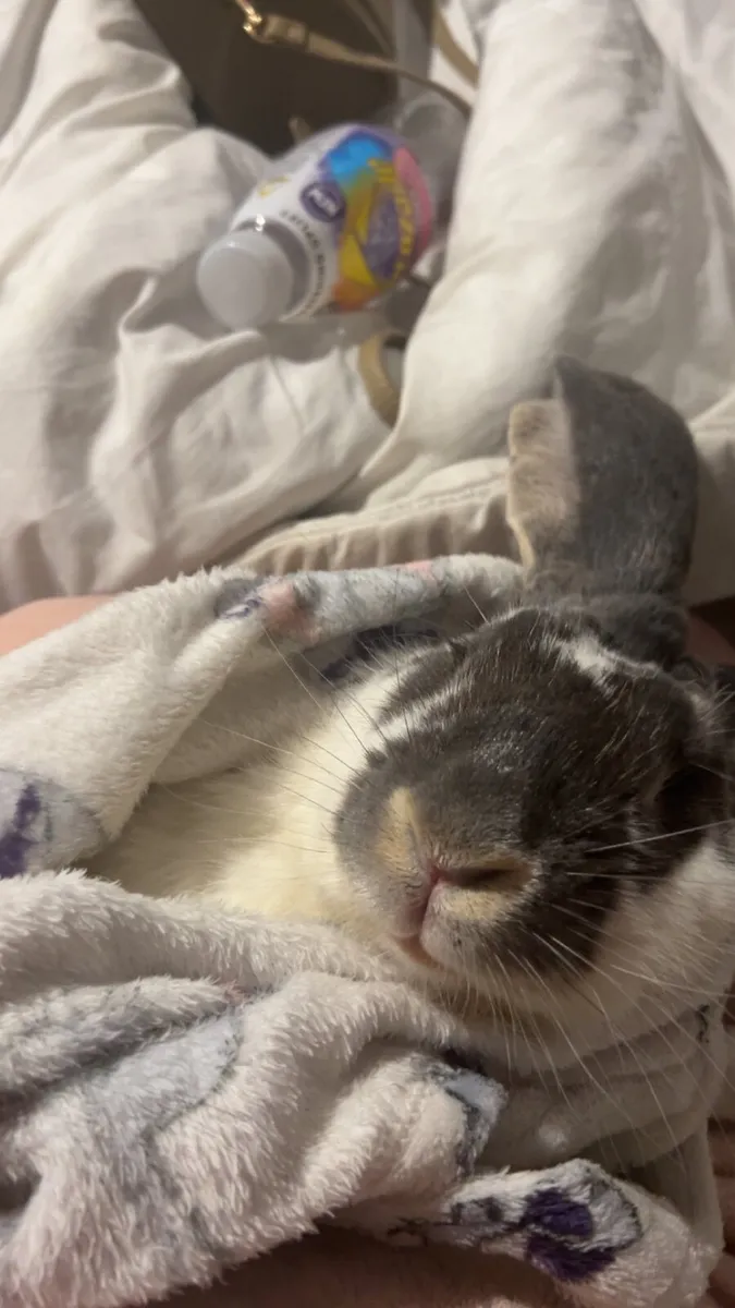 Rabbit - Image 1