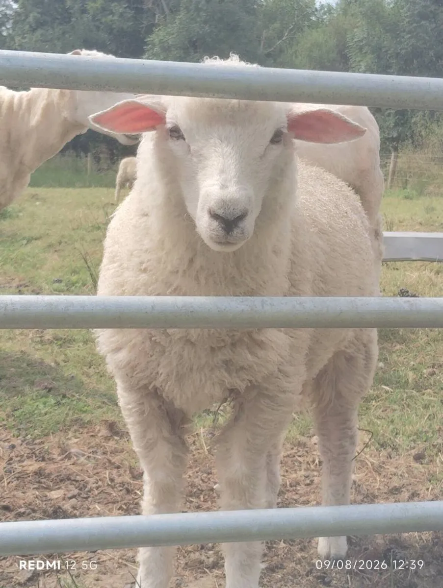 Galway, Zwartbles & Shetland Lambs - Image 1