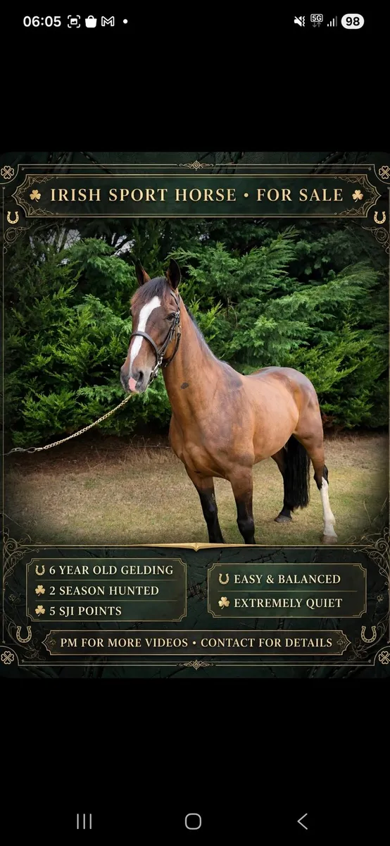 6 YEAR OLD GELDING,  EXTREMELY QUIET  HUNTED - Image 2