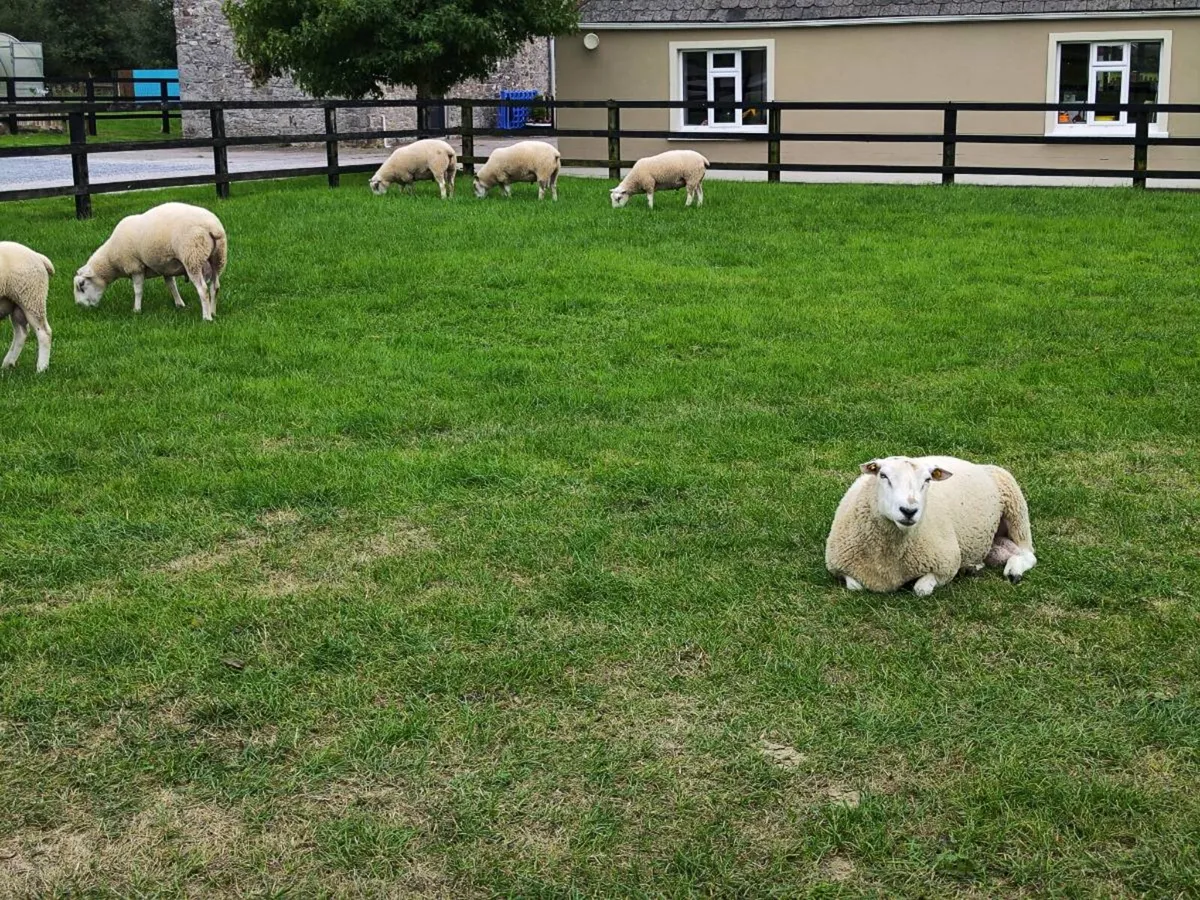 Rams Belclare - Image 2