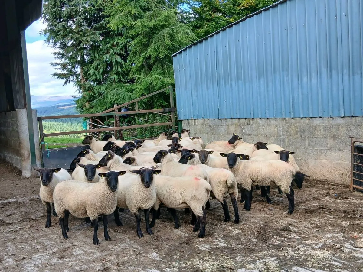 Hogget ewes - Image 1