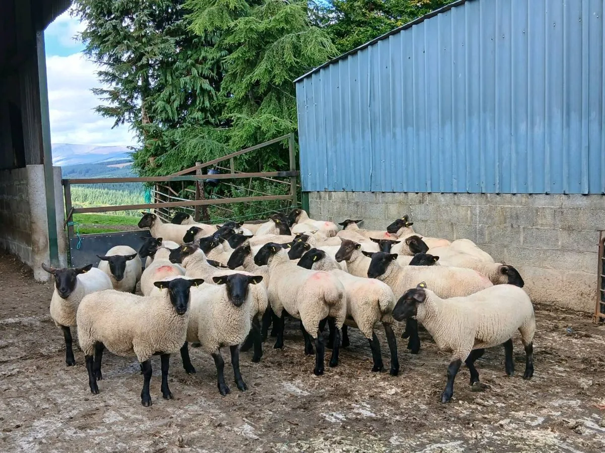 Hogget ewes - Image 3