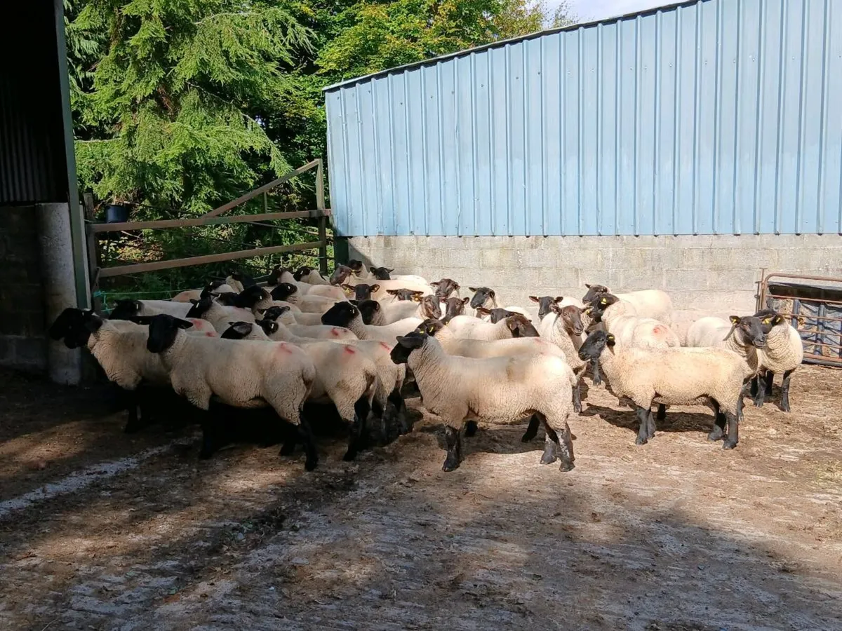 Hogget ewes - Image 4