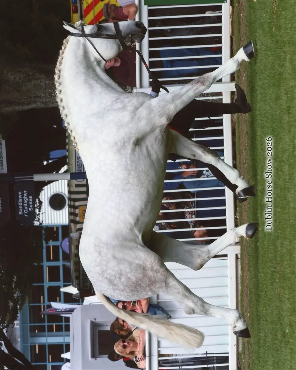 Foal - Image 4