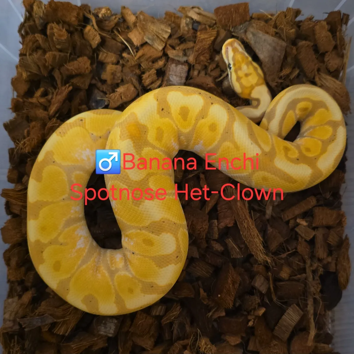 Ball/Royal Python - Image 1