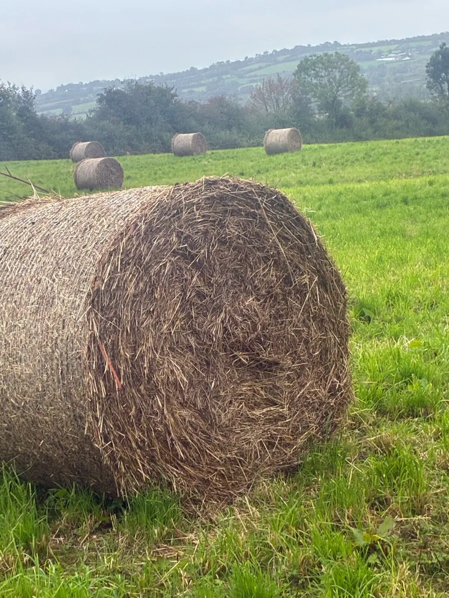 Hay - Image 1