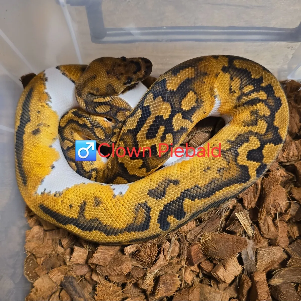 Ball/Royal Python - Image 2