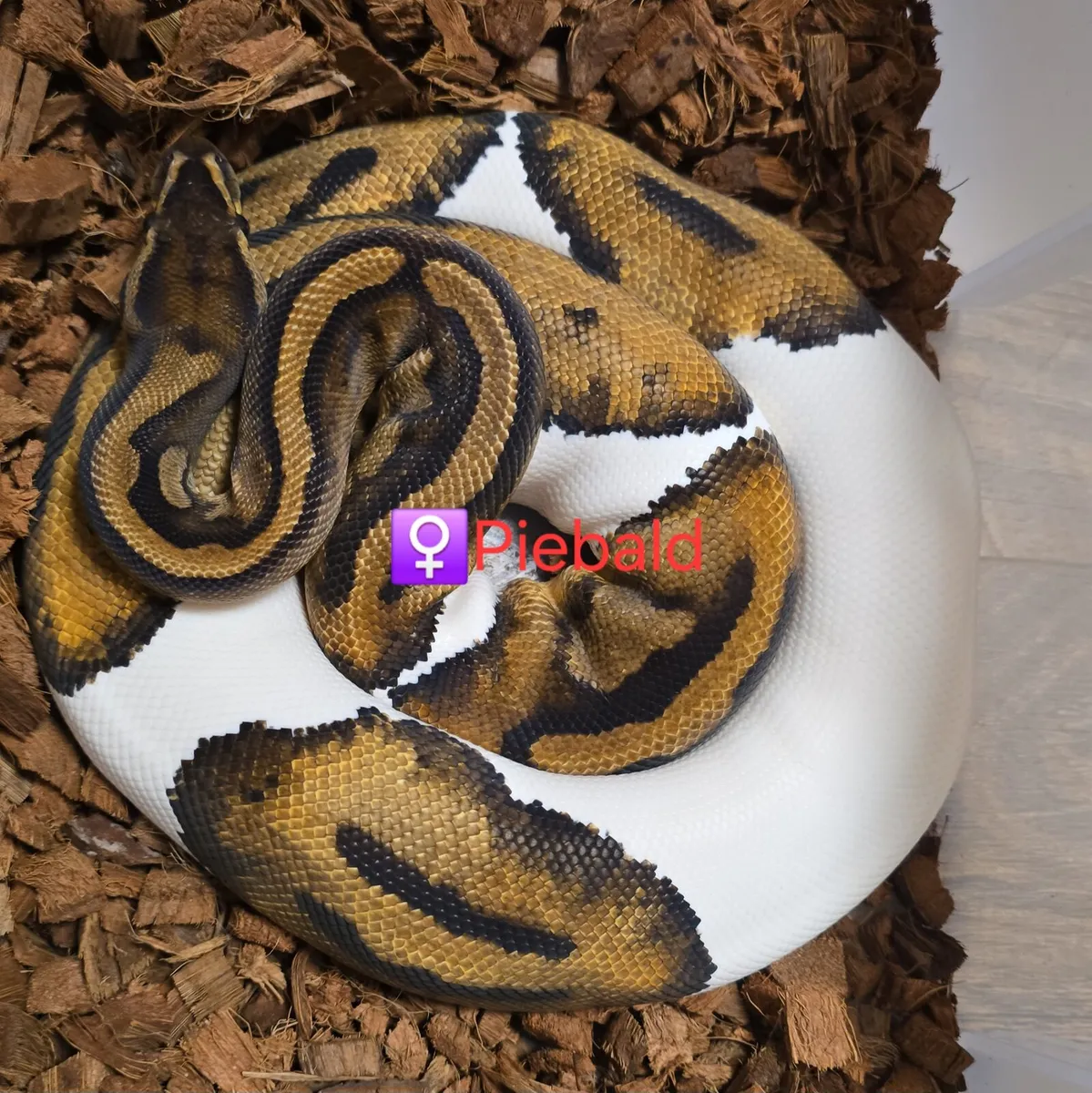 Ball/Royal Python - Image 3