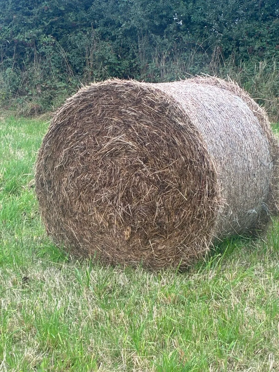 Hay - Image 3