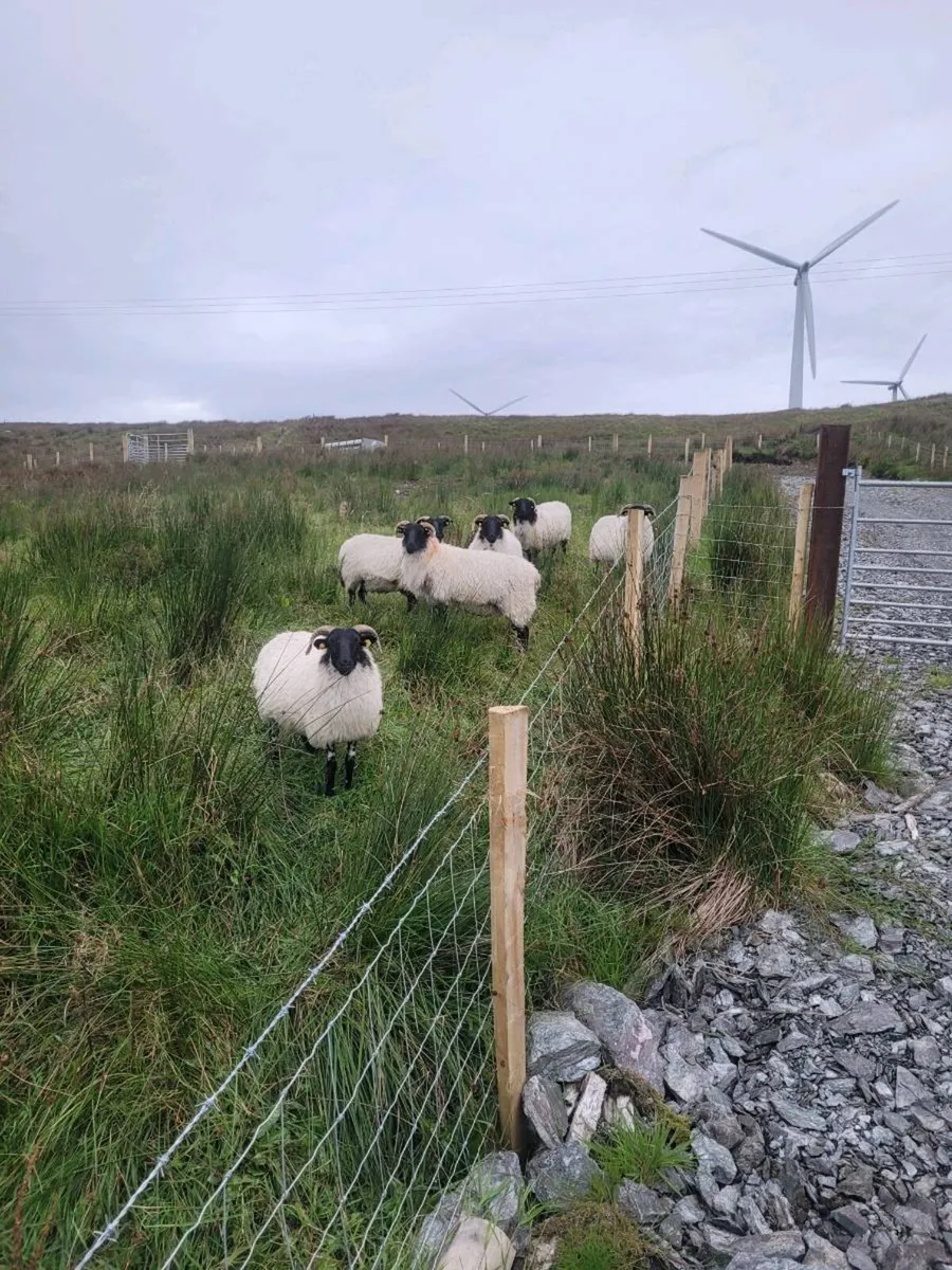 Westie hoggets - Image 1