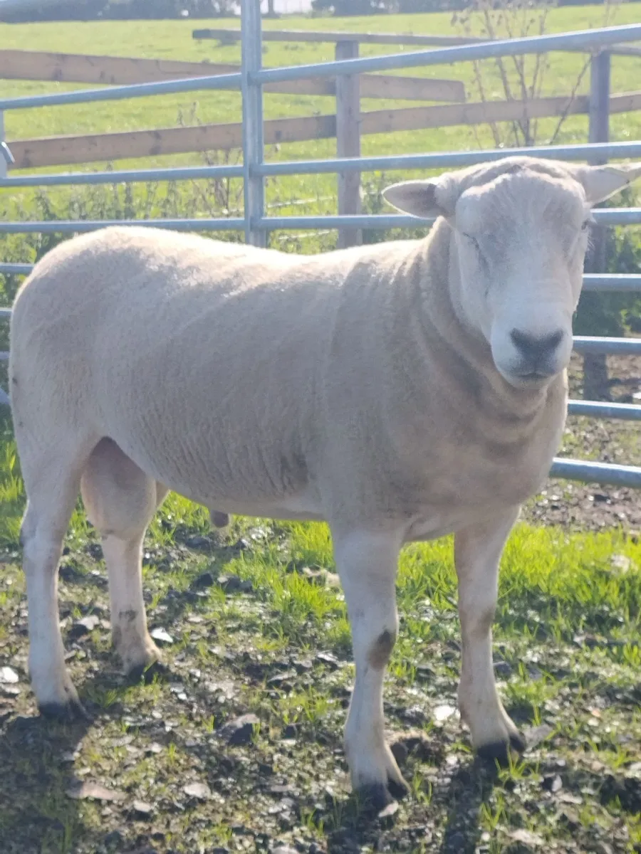 Lleyn Ram - Image 1