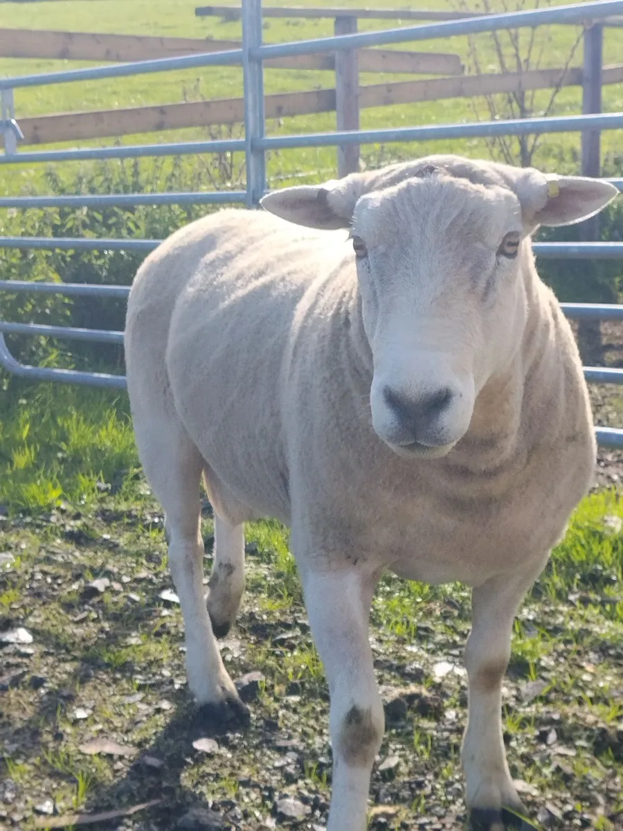 Lleyn Ram - Image 4